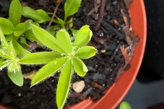 Lupinus polyphyllus