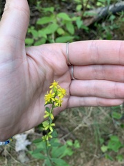 Solidago hispida