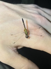 Erythrodiplax minuscula