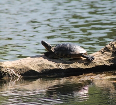 Trachemys scripta