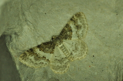 Hydrelia condensata