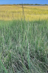 Sporobolus alterniflorus