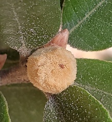 Heteroecus melanoderma