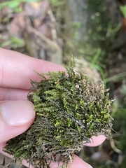 Pseudotaxiphyllum elegans