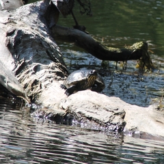 Trachemys scripta