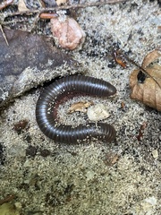 Narceus americanus