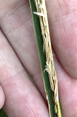 Sporobolus alterniflorus