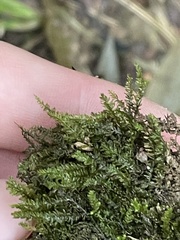 Pseudotaxiphyllum elegans