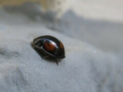 Exochomus quadripustulatus