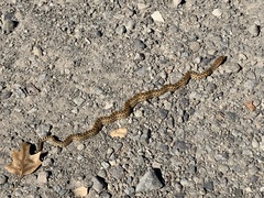 Pituophis catenifer catenifer