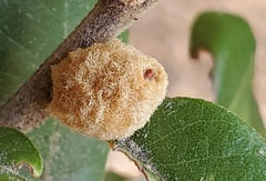 Heteroecus melanoderma