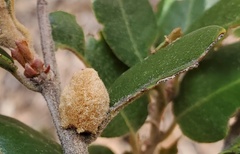 Heteroecus melanoderma