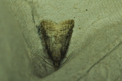 Platynota idaeusalis