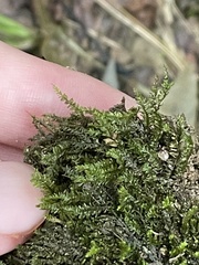 Pseudotaxiphyllum elegans