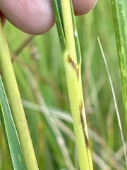 Sporobolus alterniflorus