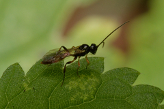 Ichneumonoidea