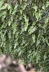 Pseudotaxiphyllum elegans