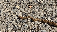 Pituophis catenifer catenifer