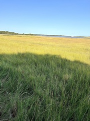 Sporobolus alterniflorus