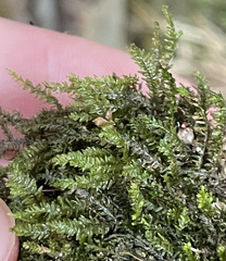 Pseudotaxiphyllum elegans