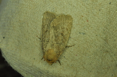 Orthodes cynica