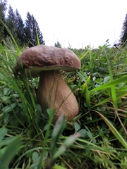 Boletus reticulatus