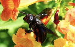 Xylocopa californica arizonensis