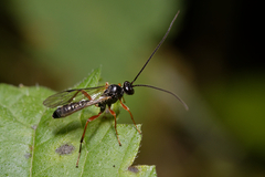 Ichneumonoidea