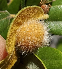 Disholandricus lasius