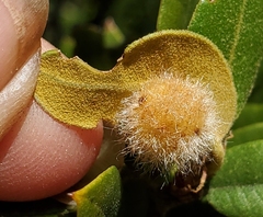 Disholandricus lasius