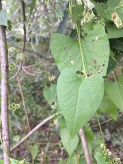 Fallopia dumetorum