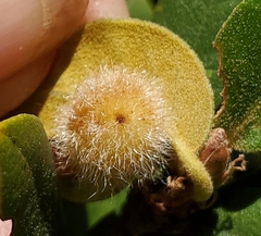 Disholandricus lasius