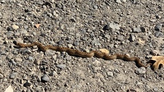 Pituophis catenifer catenifer