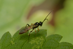 Ichneumonoidea