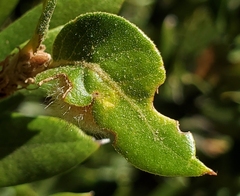 Disholandricus lasius