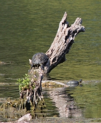 Trachemys scripta scripta