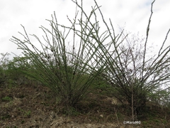Fouquieria splendens