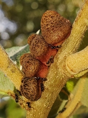 Disholandricus chrysolepidis