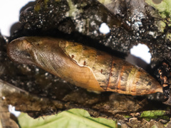 Rhagastis albomarginata