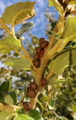 Disholandricus chrysolepidis