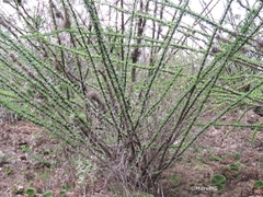 Fouquieria splendens