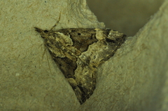 Hypena palparia