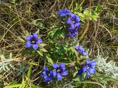 Gentiana puberulenta