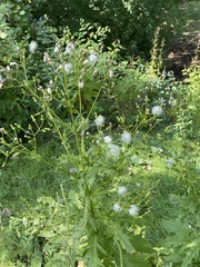 Erechtites hieraciifolius
