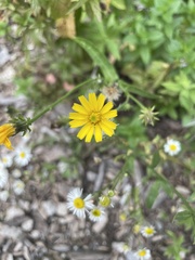 Crepis tectorum
