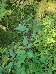 Bidens frondosa