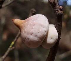 Heteroecus sanctaeclarae