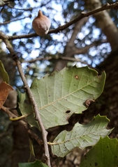 Heteroecus sanctaeclarae