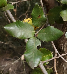 Heteroecus sanctaeclarae