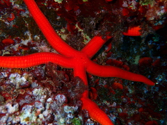 Ophidiaster ophidianus